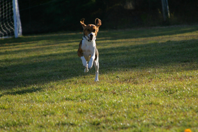 beagle running towards camera
